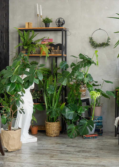 a cozy indoor space filled with various houseplants including ferns and a monstera surrounded by decorative elements and a statue showcasing greenery and natural decor elements ideal for a serene home environment with six beautiful plants